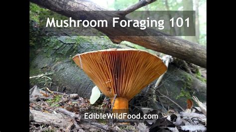 Mushroom Foraging 101 How To Forage For Wild Fungi Youtube