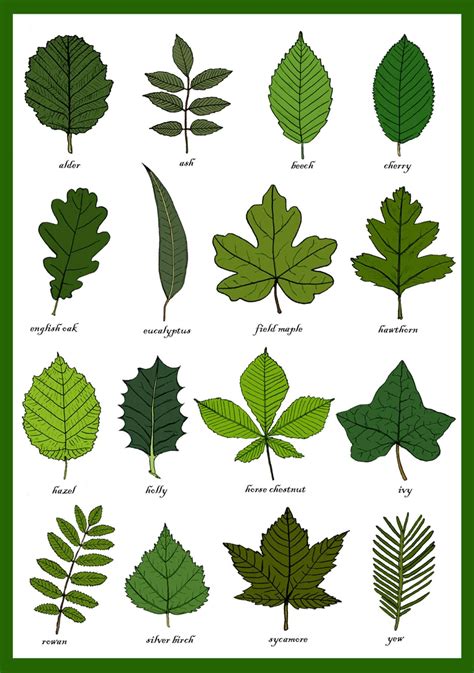 Leaves Greetings Card Leaf Identification Chart Plant Etsy Tree