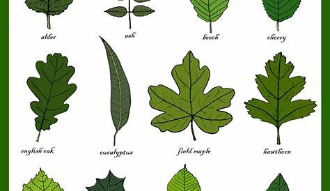 Leaves Greetings Card Leaf Identification Chart Plant | Etsy Tree