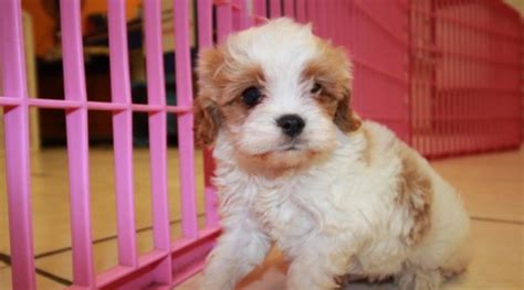 Puppy is a male cavapoo puppy for sale born on 6/16/2013, located near lancaster, pennsylvania and puppies for sale from oppelo arkansas. Stunning Cavapoo Puppies For Sale in Atlanta Georgia, GA ...