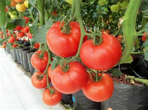 ⋆ Jak Uprawiać Pomidory Hydroponicznie W Domu ⋆ 🌼farmer