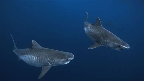Nouvelle Calédonie Les Campagnes D Abattage De Requins Interdites Par La Justice