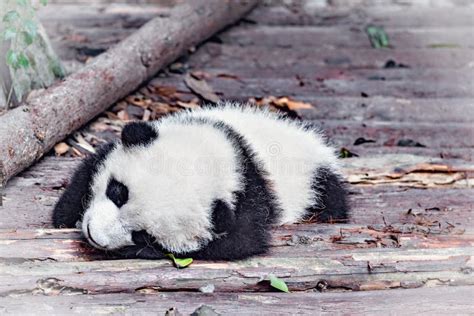 Baby Of Giant Panda Stock Image Image Of Portrait 102867955