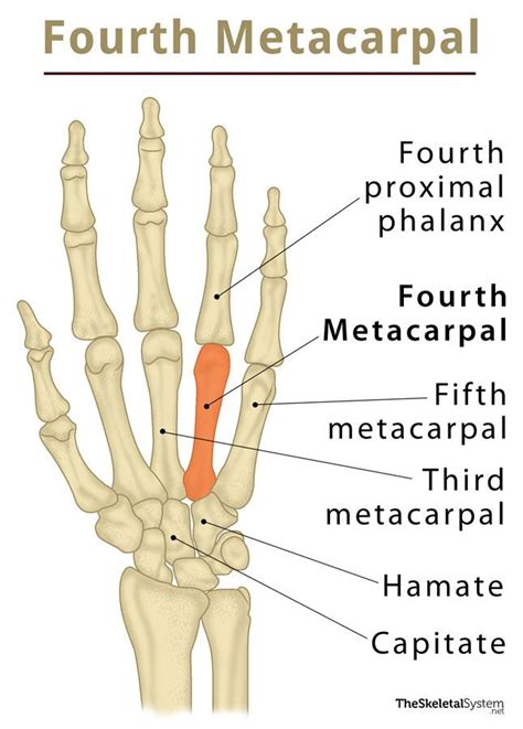 Metacarpals Definition Anatomy Anatomical Charts And Posters