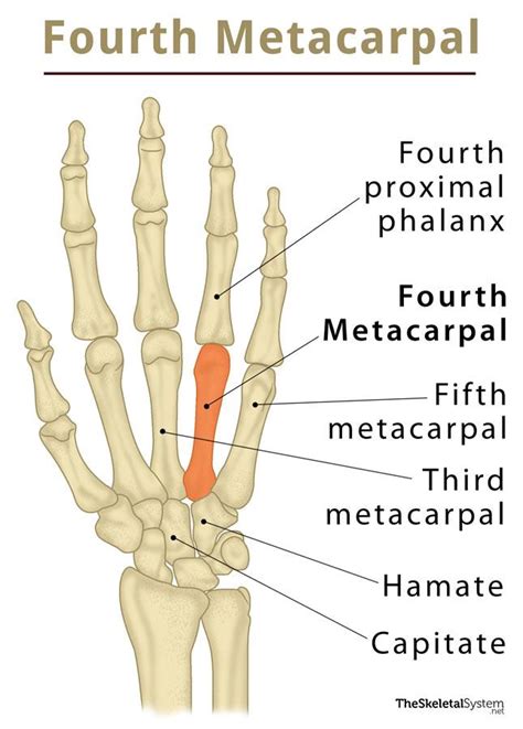 Metacarpal Anatomy Anatomical Charts And Posters