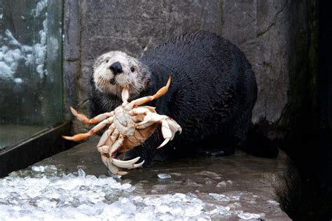 Vancouver Aquarium On Twitter Sea Otter Otters Baby Animals