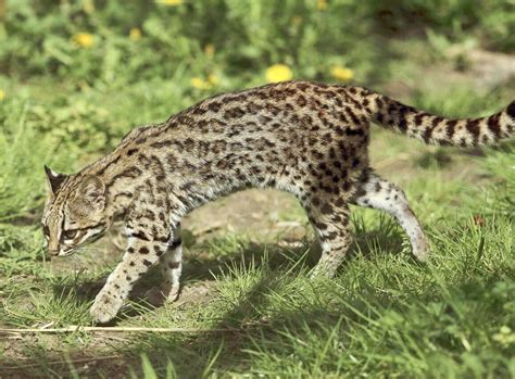 The Margay A Beautiful Wild Cat Of Central And South America Owlcation