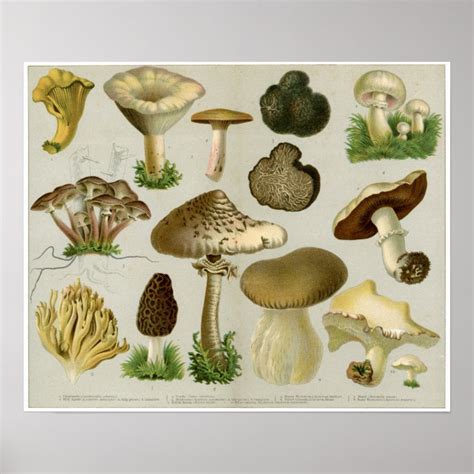 Edible Fungi Mushrooms And Toadstools Poster Zazzle