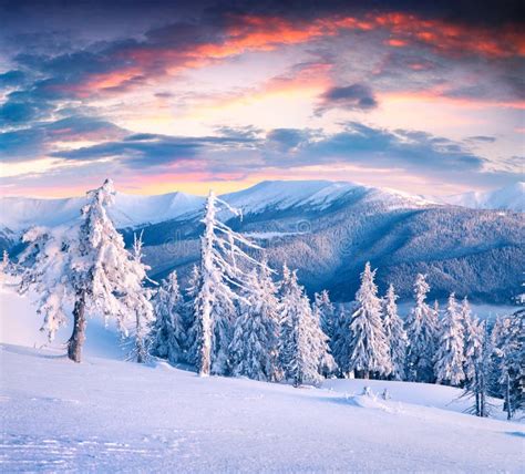 Beautiful Winter Sunrise In Carpathian Mountains With Snow Cover Stock