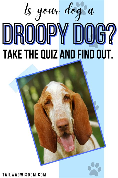 Is Your Dog A Droopy Dog Take The Quiz To Find Out In 2021 Fun