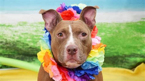 Broward County Animal Care And Adoption Center / 2019 11-15 Broward