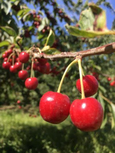 Oregon Agriculture Oregons Cherry Industry