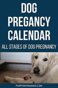 Dog Pregnancy Calendar All Stages Of Dog Pregnancy Puppy In Training
