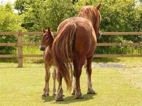 Suffolk Punch Mare And Her Foal Suffolk Punch Draft Horses Horses