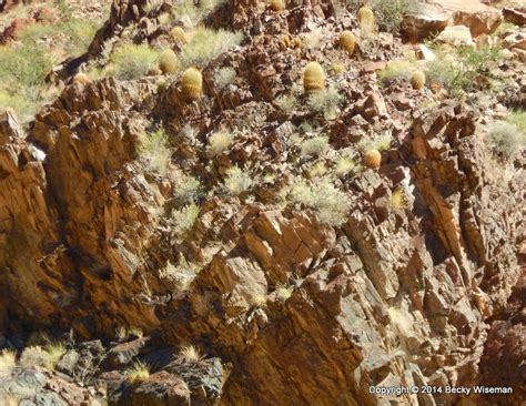 Learn the fascinating ways that cacti are adapted to survive in desert environments. kinexxions: Day 8 - Part 2 :: Crystal Rapid to Mile 119 Creek