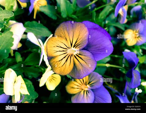 Purple And Yellow Pansy Stock Photo Alamy
