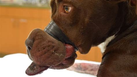 A Man In America Has Been Jailed For Five Years For Taping A Dogs