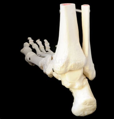 Back View Of Foot Skeleton Stock Image Image Of Health 5320643