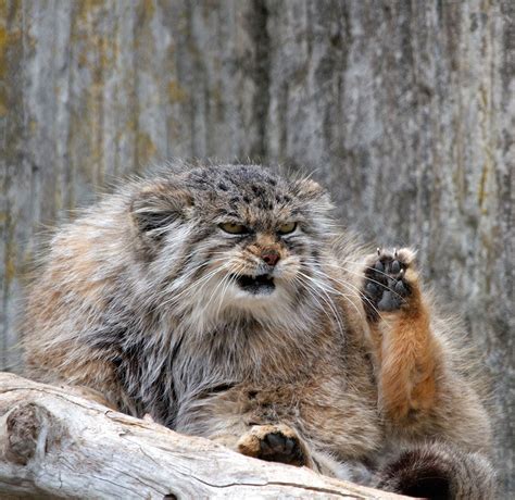 The Zoo In My City Had A Rare Birth From The Pallas Cats This Is The