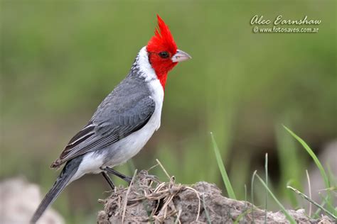 Cardenal Común Red Crested Cardinal