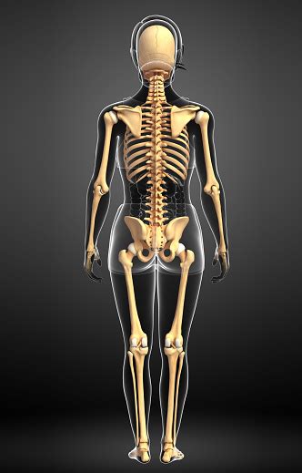These bones give your body structure, let you. Female Skeleton Back View Stock Photo - Download Image Now - iStock
