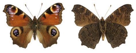 Level 12 Butterflies Of Northern Eur Memrise