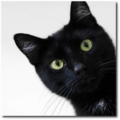 Watch This 10 Reasons To Adopt A Black Cat Baxterboo