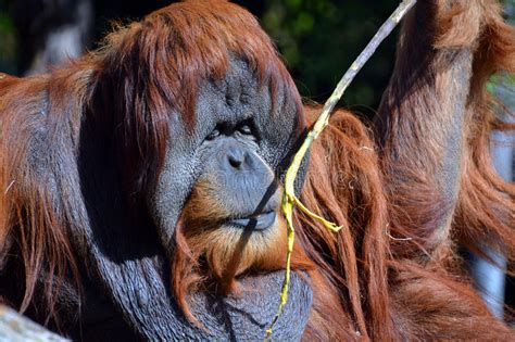 This page is about indonesia animals,contains indonesia's rainforests: Orangutans Stock Photos - Download 1,485 Royalty Free Photos