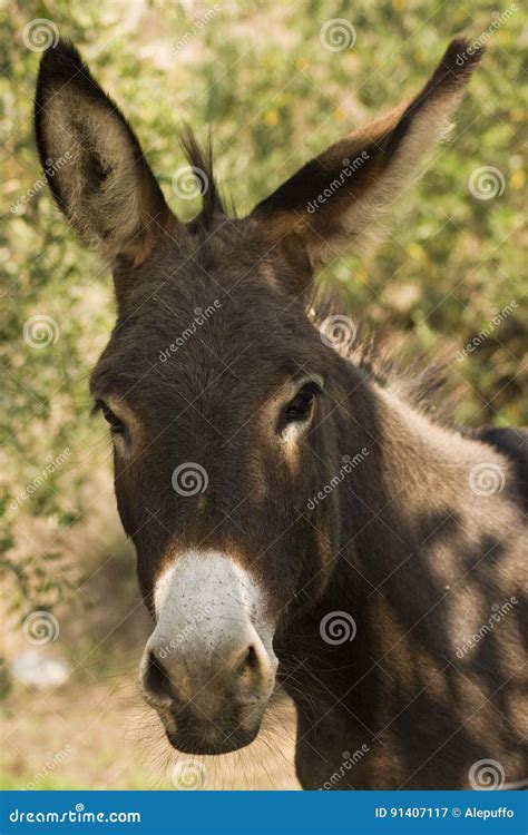 The Donkey Or Ass Equus Africanus Asinus Is A Domesticated Member Of