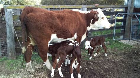 Cow Defies Odds And Gives Birth To Four Calves In Big Shock To Cattle