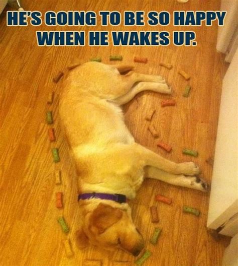 Sleeping Dogs Memes Image Memes At