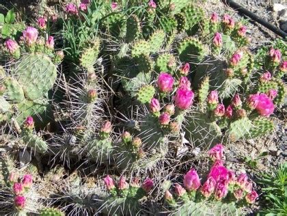 Prickly pear cacti are found throughout the americas, especially in the planes and deserts of the u.s. Cactus Blog - Page 4 of 13 - Cactus Jungle