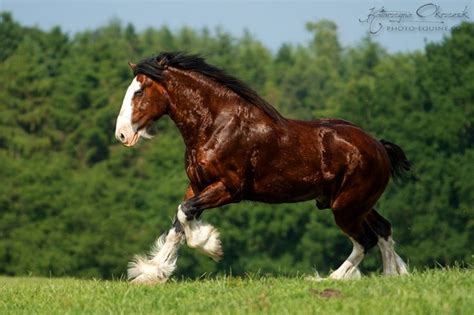 Shire Horses | Horses, Clydesdale horses, Beautiful horses