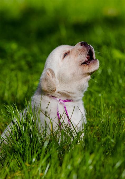 Are Dogs Sad When They Howl