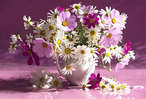 Flowers Daisy Vase Colorful Chrysanthemums Hd Wallpaper Peakpx