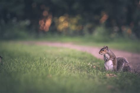 Grey Squirrel On Grass Desktop Wallpaper