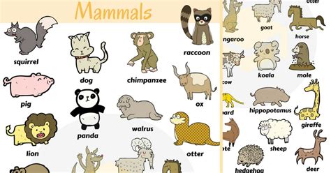 List Of Mammals Useful Mammal Names With Pictures 7 E S L