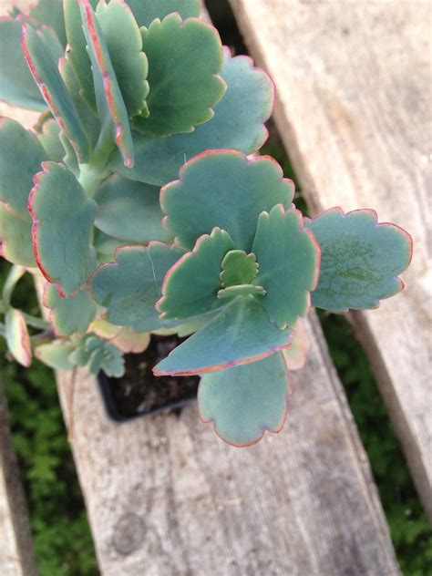 Kalanchoe Fedtschenkoi Blue Green With Pink Edges Succulent