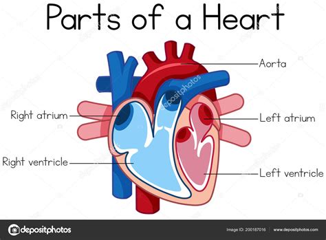 Partes Del Diagrama Del Corazón Ilustración Vector Gráfico Vectorial