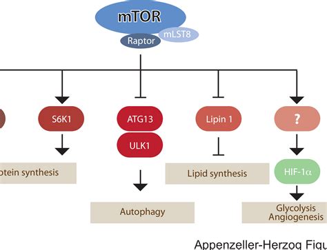 Figure I From Bidirectional Crosstalk Between Endoplasmic Reticulum