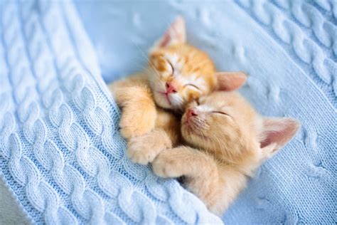 Of The Best Cat Hug Videos Of All Time Great Pet Living