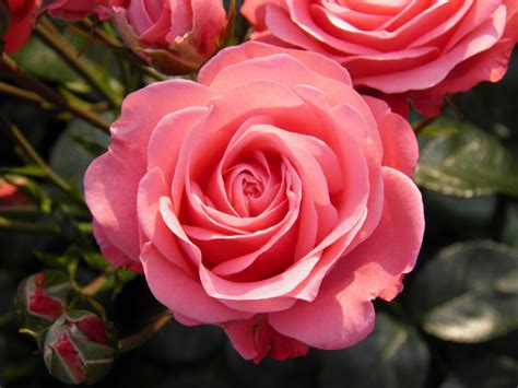 Роза rósa bella rose купить саженцы цветов в интернет магазине Сады Семирамиды