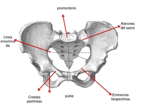 Ejes De Pelvis