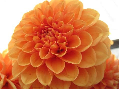 Beautiful Orange Color Flowers