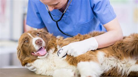 ¿cuándo Llevar A Tu Mascota Con El Veterinario Cinofilia Sud