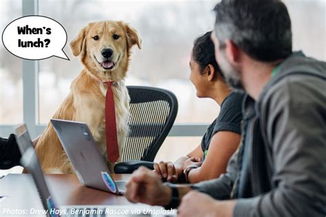 Take Your Dog To Work Day Bedtime Math