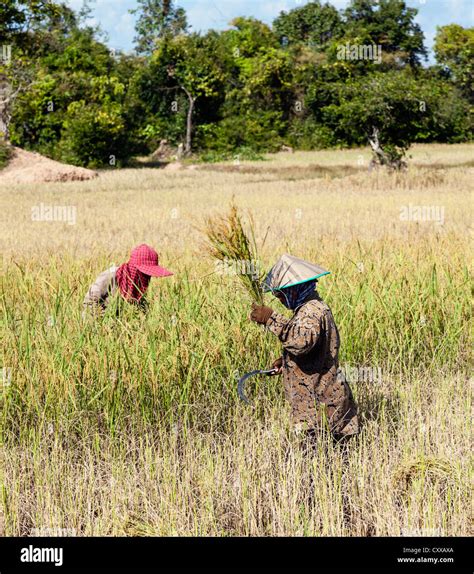 Rice Harvest Cambodia Hi Res Stock Photography And Images Alamy