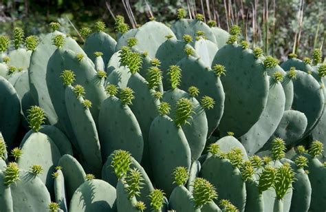 If you have children or pets and are looking for a prickly pear for your indoor or outdoor garden, it's recommended to choose a spineless variation like santa rita, beavertail, or blind pear. Prickly Pear: How to Grow and Care for Opuntia Cactus ...