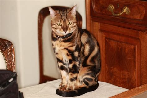 Bengal Kittens For Sale In Houston Texas