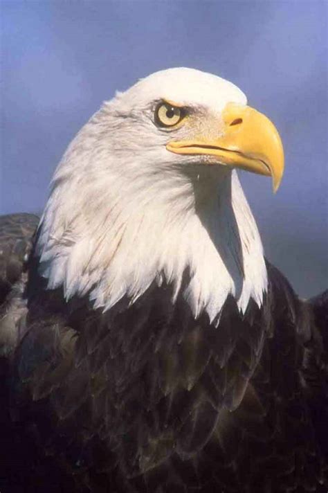 The Mighty Bald Eagle Usa National Symbol Hubpages